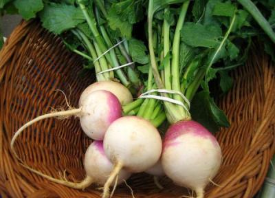 خواص درمانی شلغم جنبه علمی دارد؟ خواص درمانی شلغم جنبه علمی دارد؟